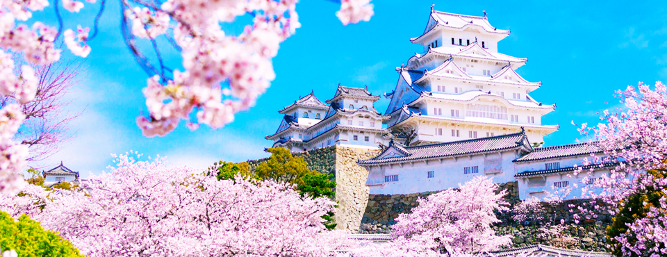姫路城桜
